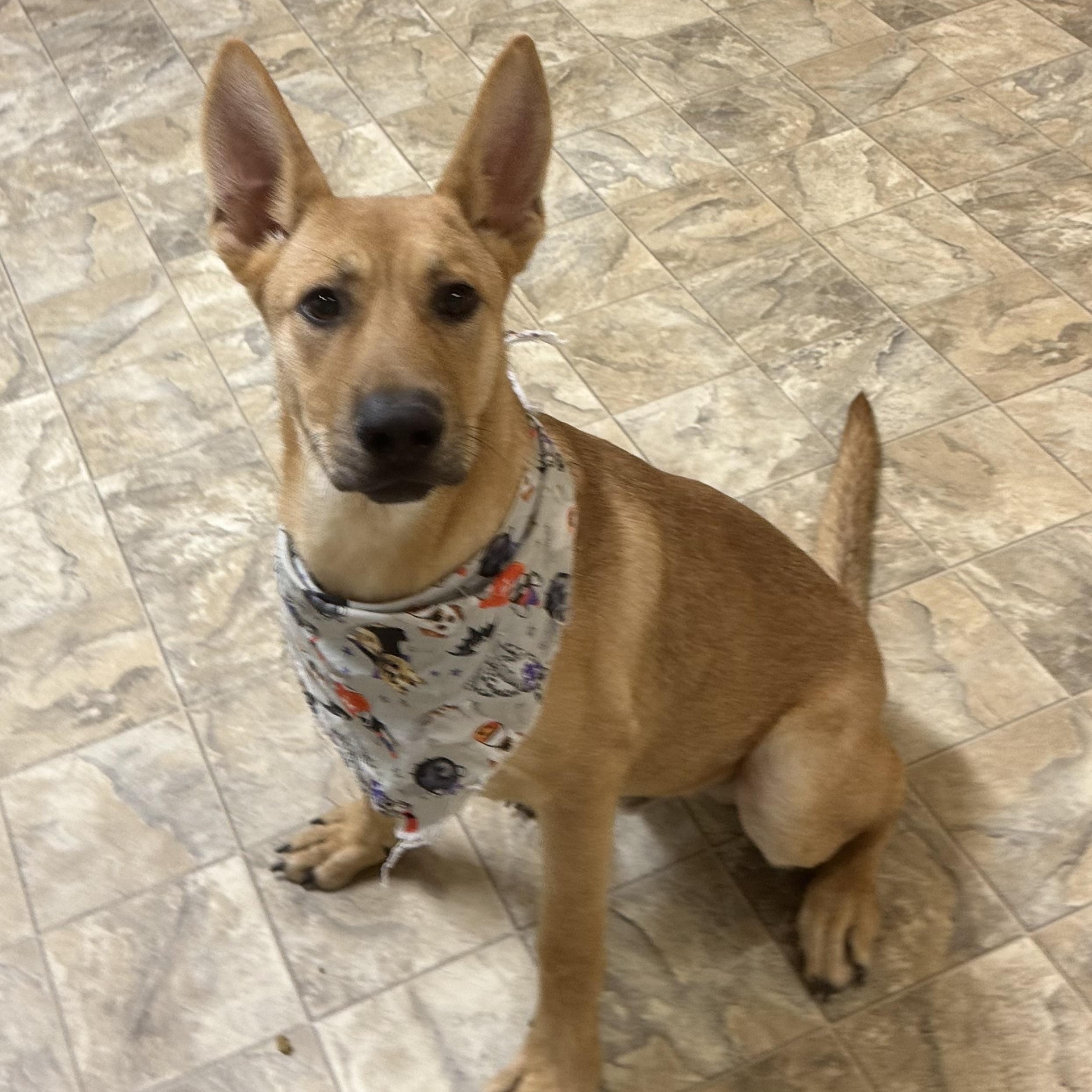 James, Adoptable, Adult Male Shepherd.