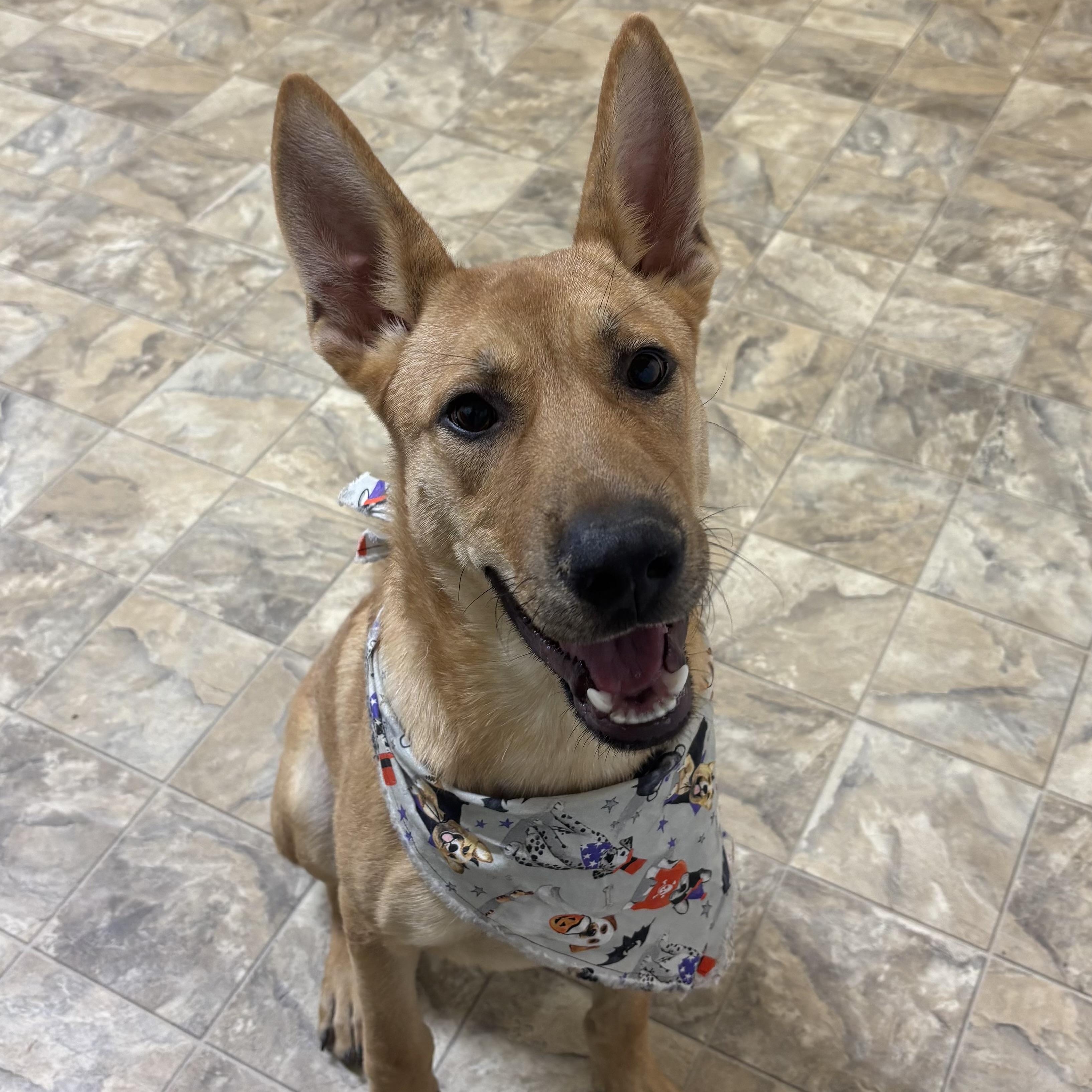 Enlarge James, a Adoptable mixed breed in Pilot Point, TX image 2/3