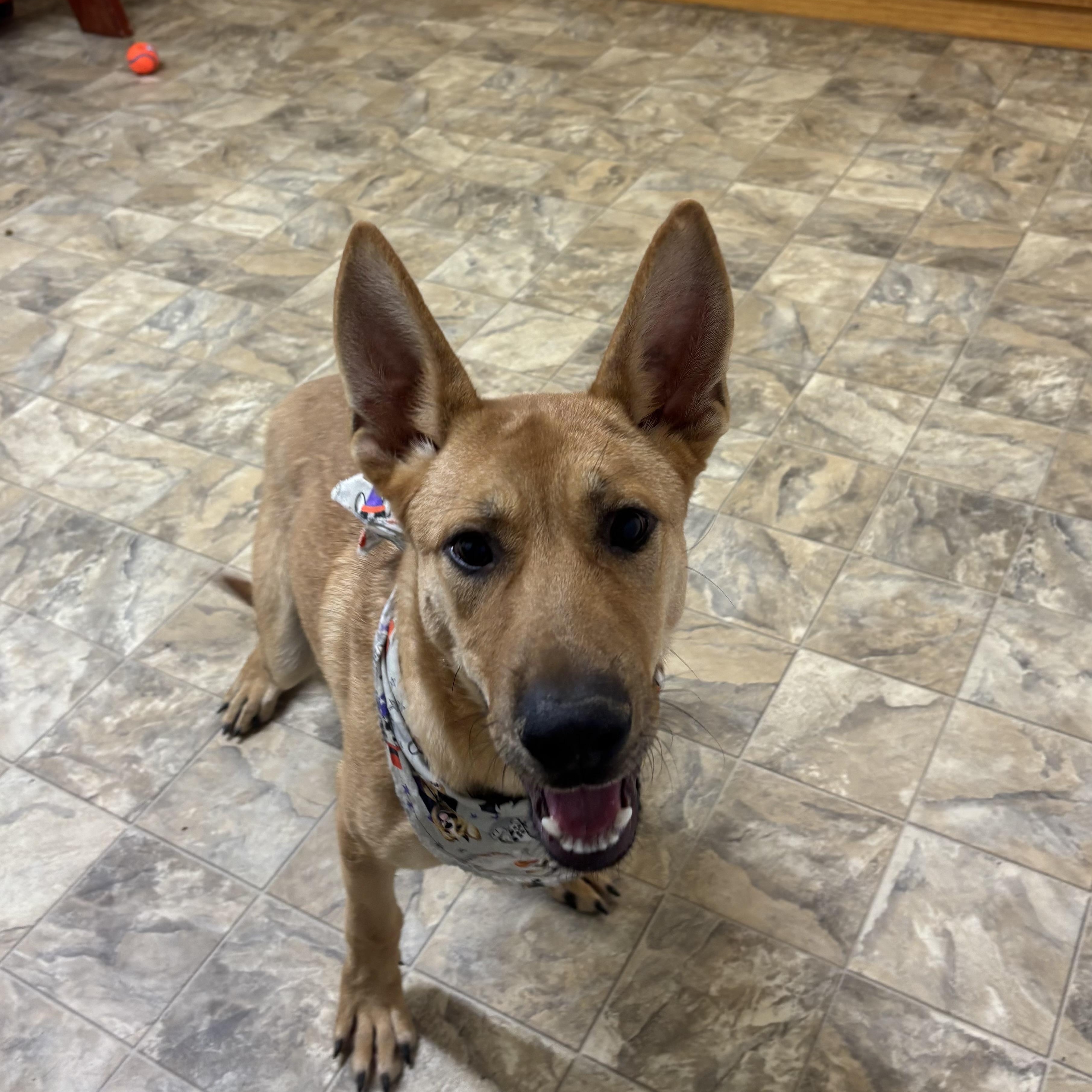 Enlarge James, a Adoptable mixed breed in Pilot Point, TX image 3/3