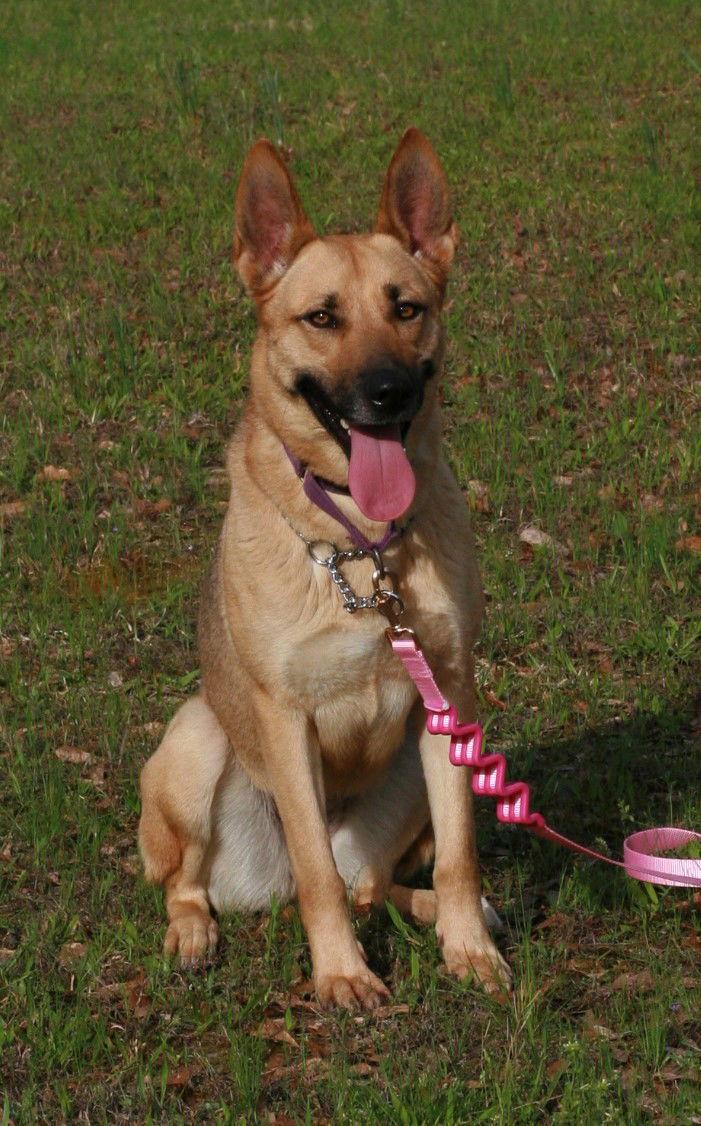 Blondie, a Adoptable mixed breed in Attalla, AL image 3/3