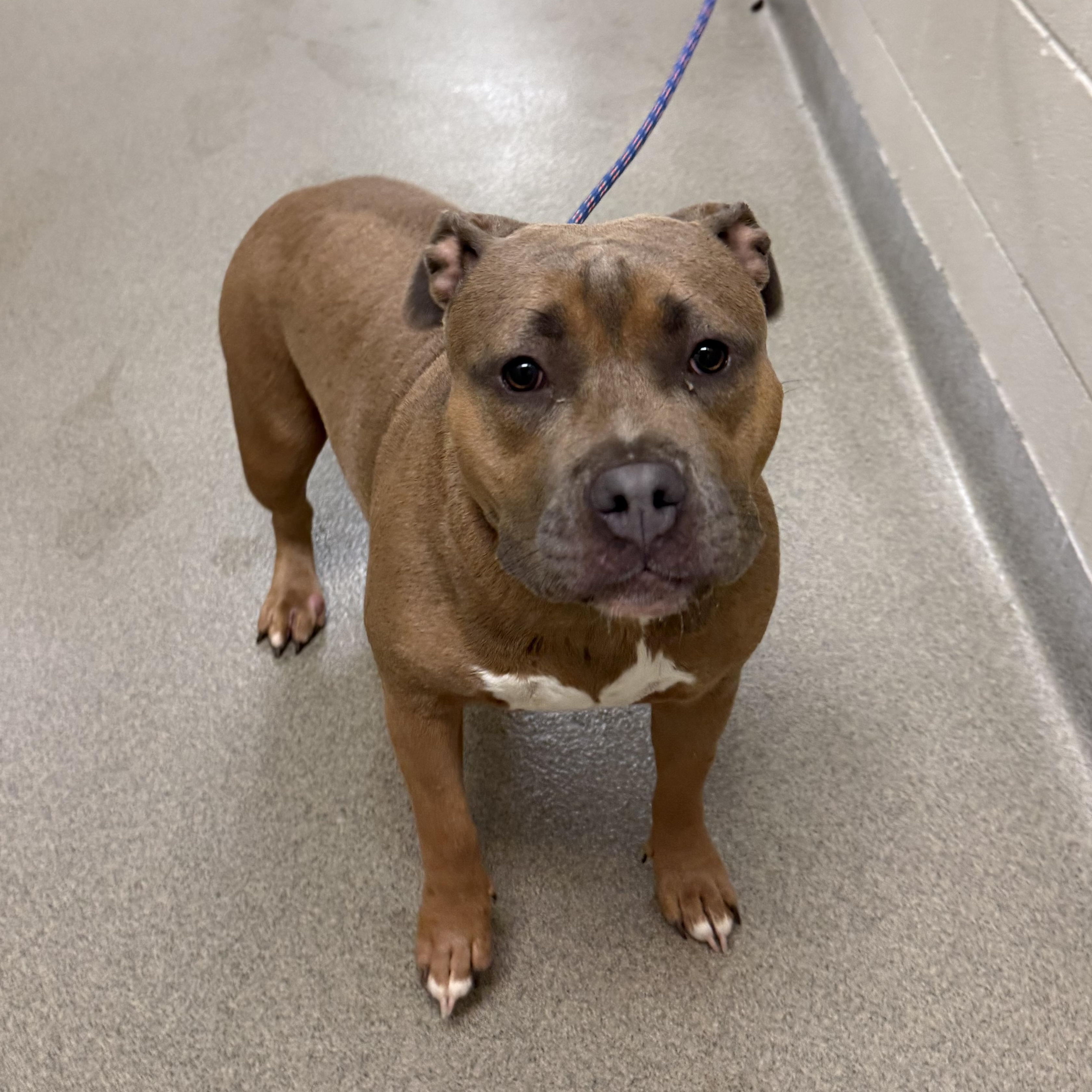 Enlarge Big Bertha, a Adoptable mixed breed in Kearney, NE image 1/1
