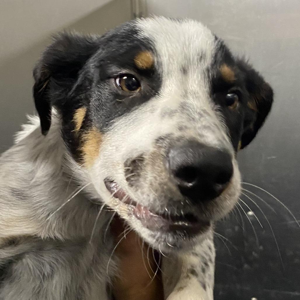 Honey, Adoptable, Puppy Female Australian Cattle Dog / Blue Heeler.