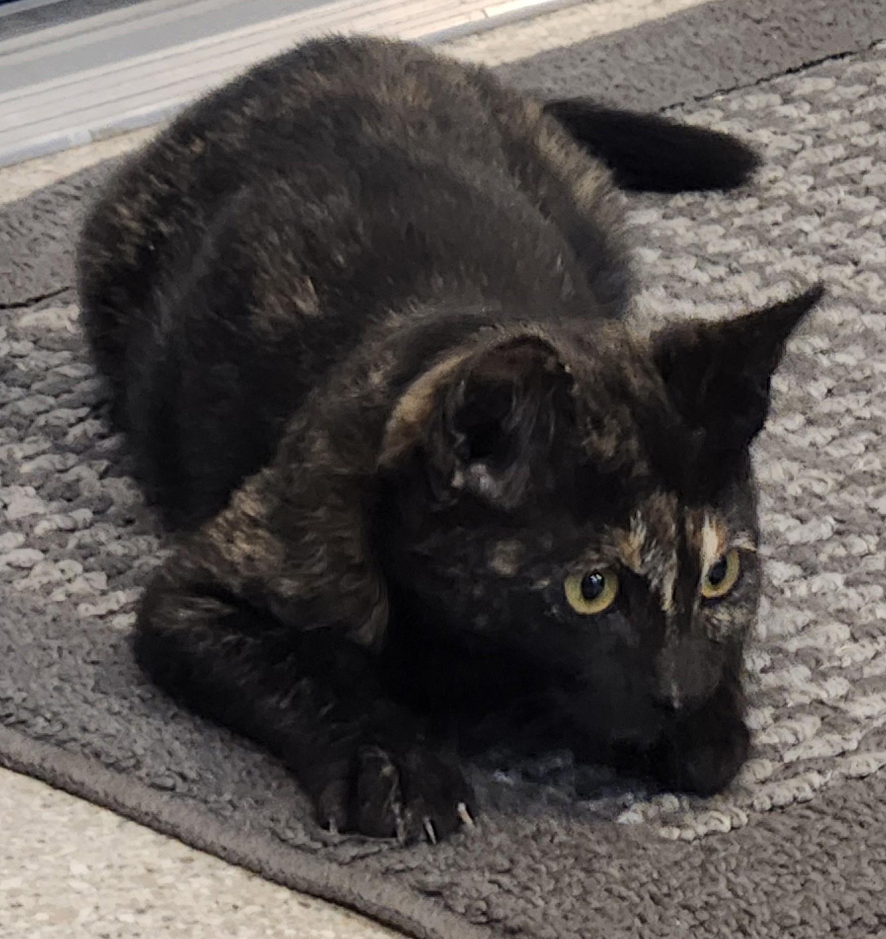 Enlarge Dolly, a ADOPTABLE Tortoiseshell in Lead, SD image 1/4
