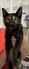 Enlarge Dolly, a ADOPTABLE Tortoiseshell in Lead, SD image 3/4