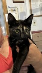 Enlarge Dolly, a ADOPTABLE Tortoiseshell in Lead, SD image 2/4