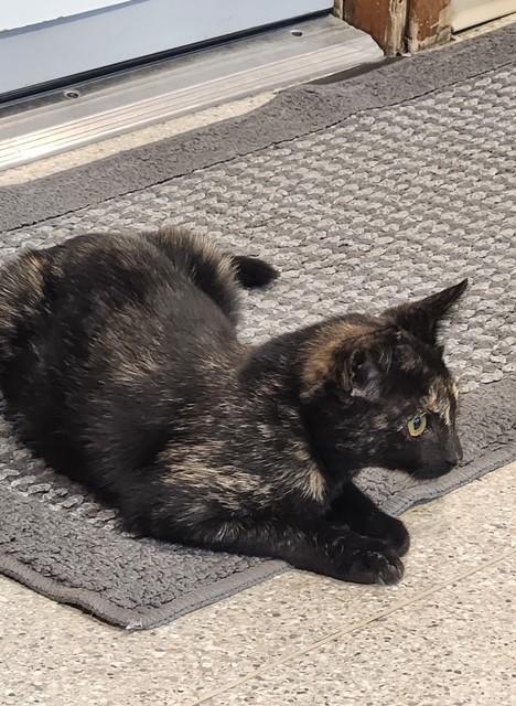Enlarge Dolly, a ADOPTABLE Tortoiseshell in Lead, SD image 4/4