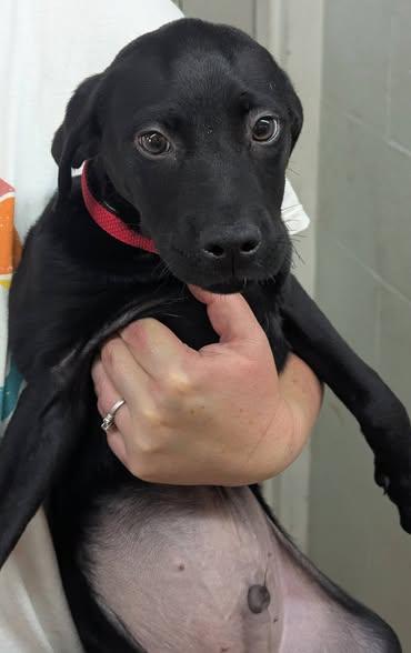 Enlarge ANDY, an adopted Black Labrador Retriever in Waverly, TN image 1/2