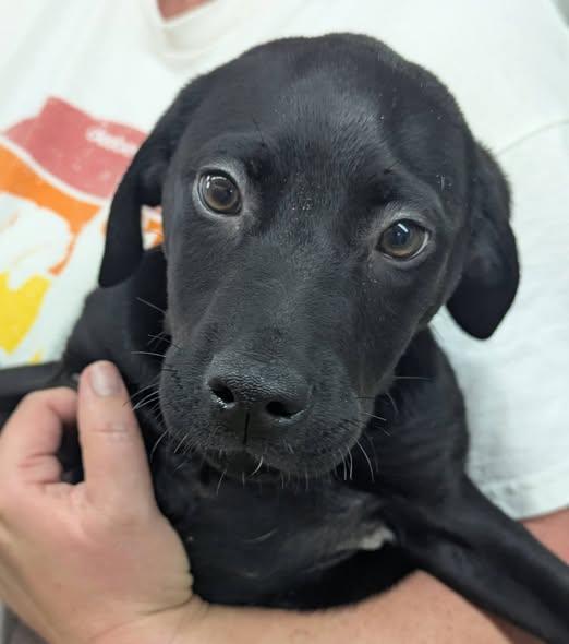 Enlarge ANDY, an adopted Black Labrador Retriever in Waverly, TN image 2/2