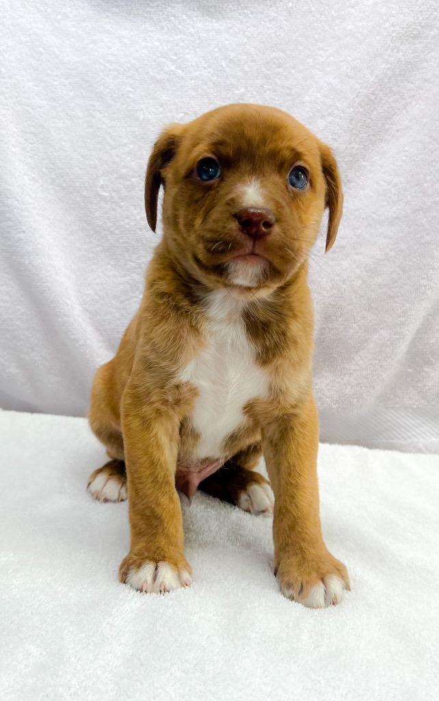 Laural, Adoptable, Puppy Male Mixed Breed.