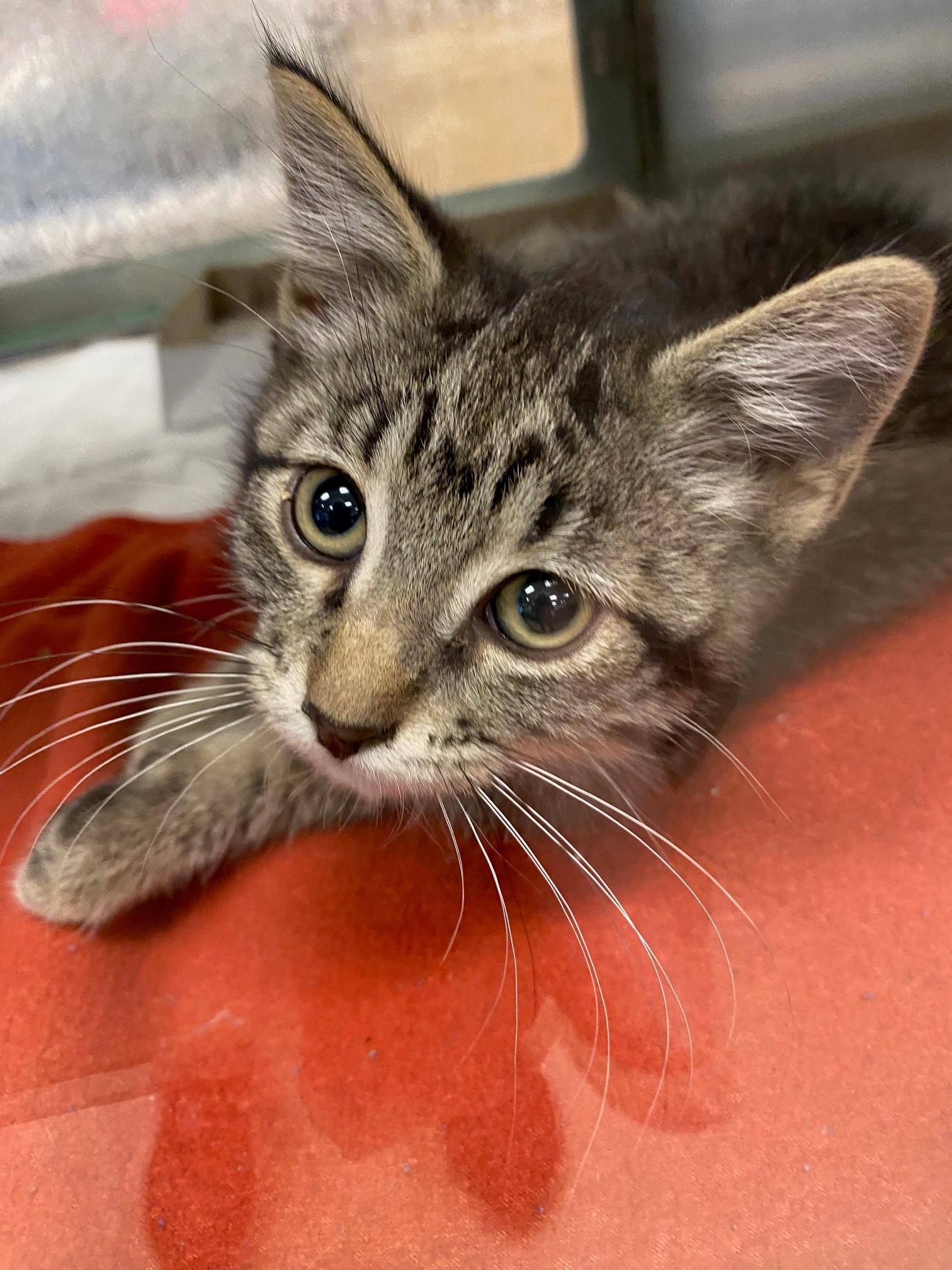 Enlarge Whiskers A220900, a Adopted Domestic Short Hair in Plano, TX image 1/2