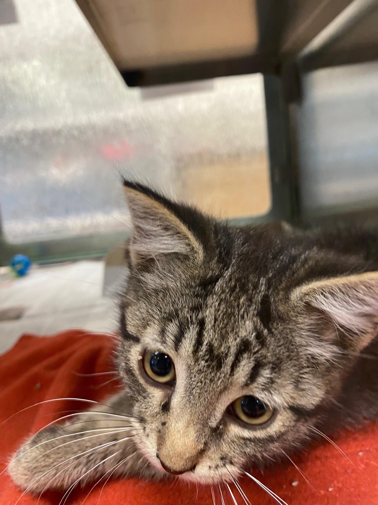 Enlarge Whiskers A220900, a Adopted Domestic Short Hair in Plano, TX image 2/2
