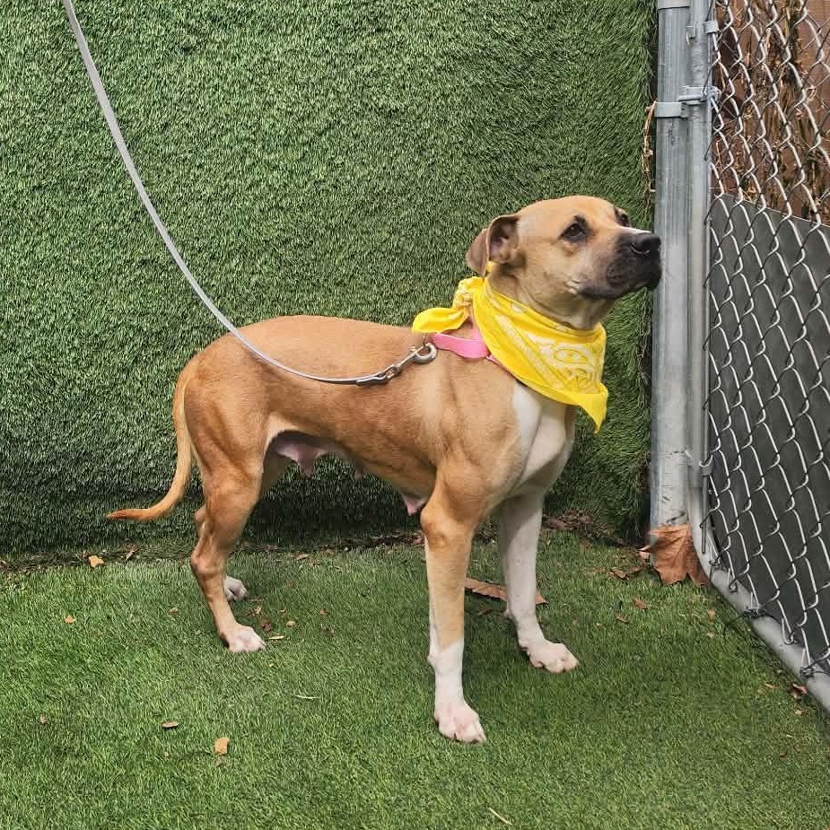 Enlarge Coco, an adopted mixed breed in Darien, IL image 2/5