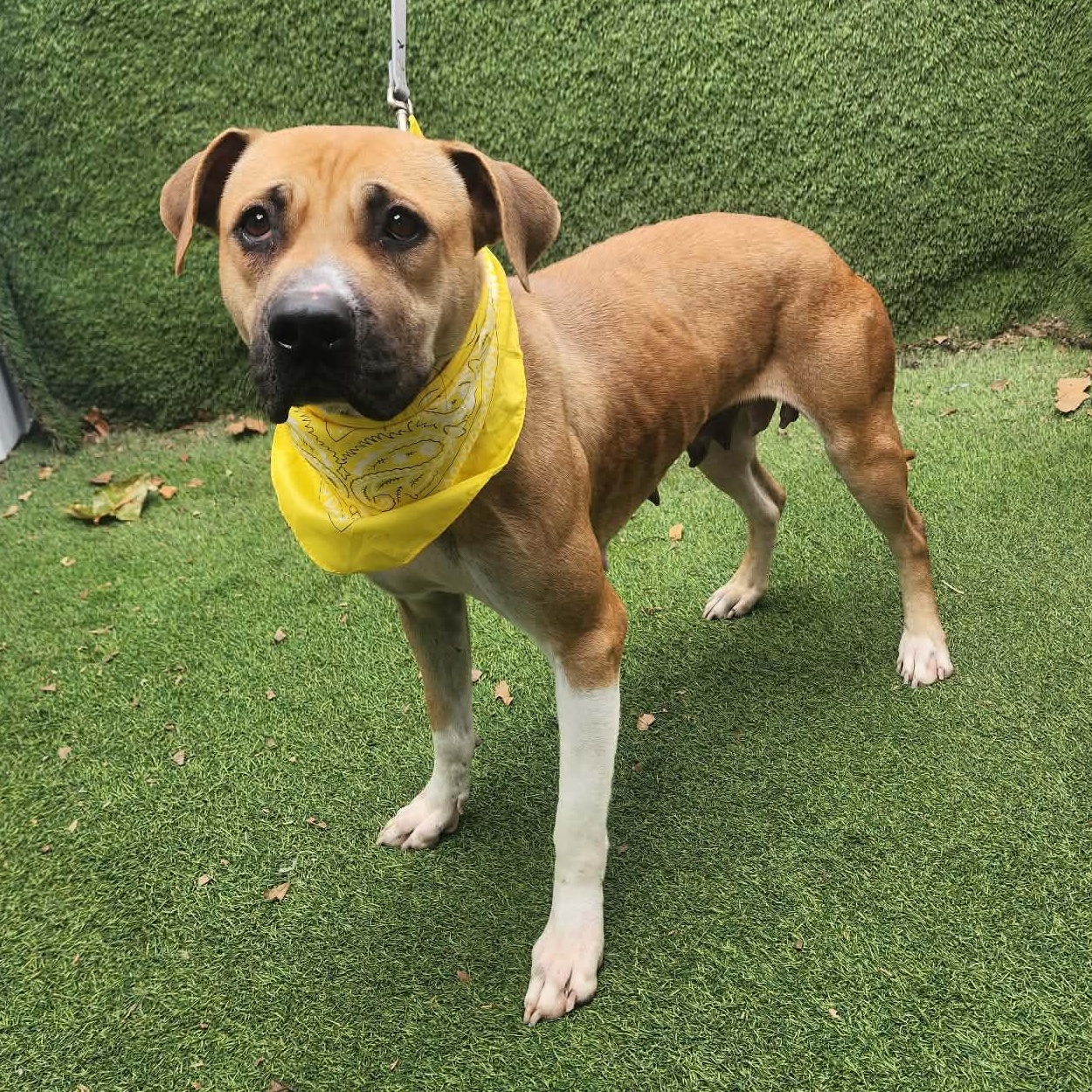 Enlarge Coco, an adopted mixed breed in Darien, IL image 3/5