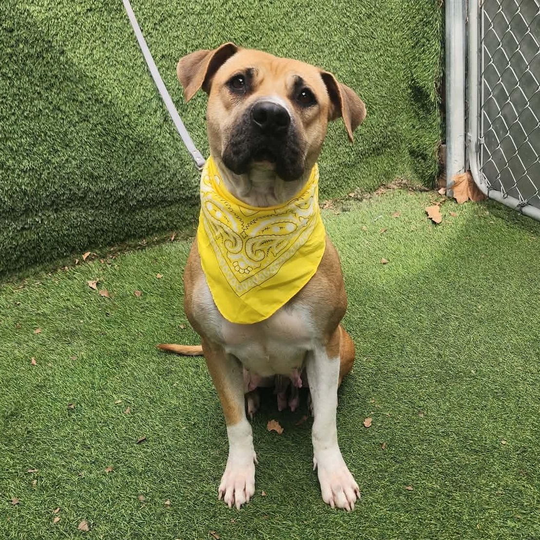 Enlarge Coco, an adopted mixed breed in Darien, IL image 1/5