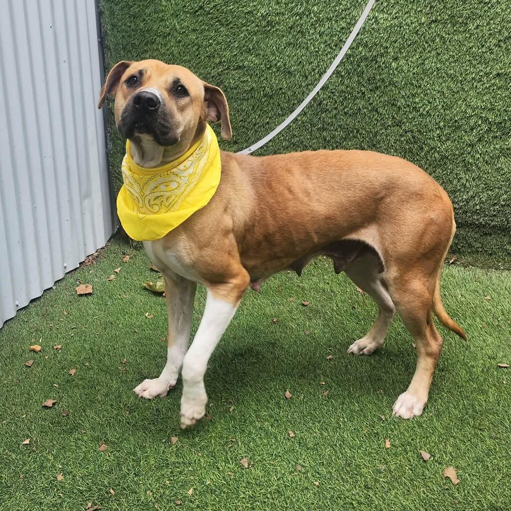 Enlarge Coco, an adopted mixed breed in Darien, IL image 5/5