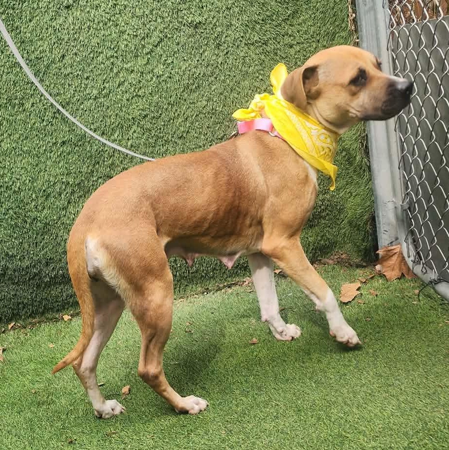 Enlarge Coco, an adopted mixed breed in Darien, IL image 4/5