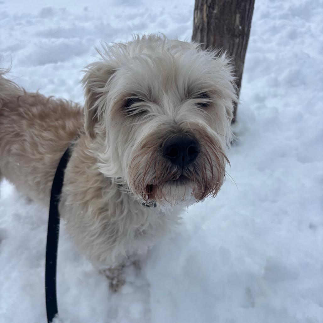 Enlarge Goose, a ADOPTABLE mixed breed in Chicago, IL image 1/4