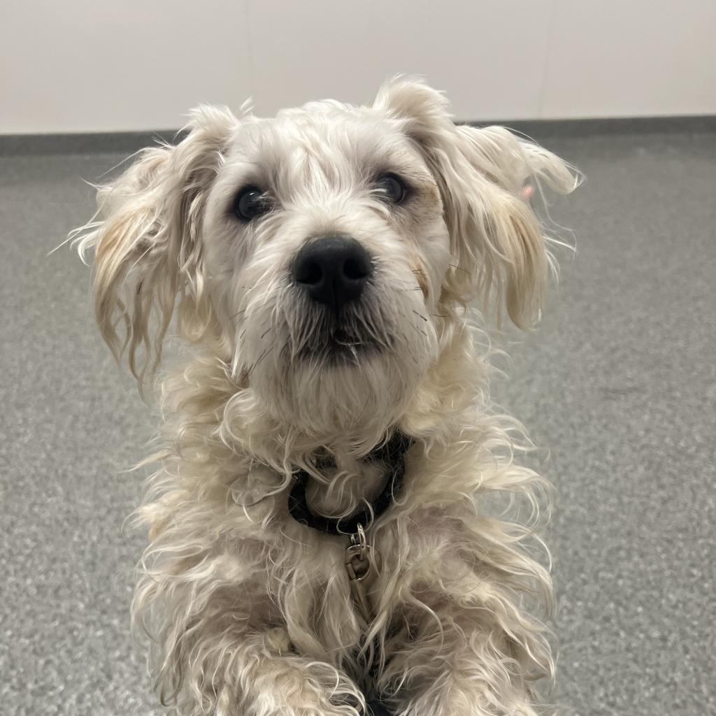 Enlarge Goose, a ADOPTABLE mixed breed in Chicago, IL image 4/4