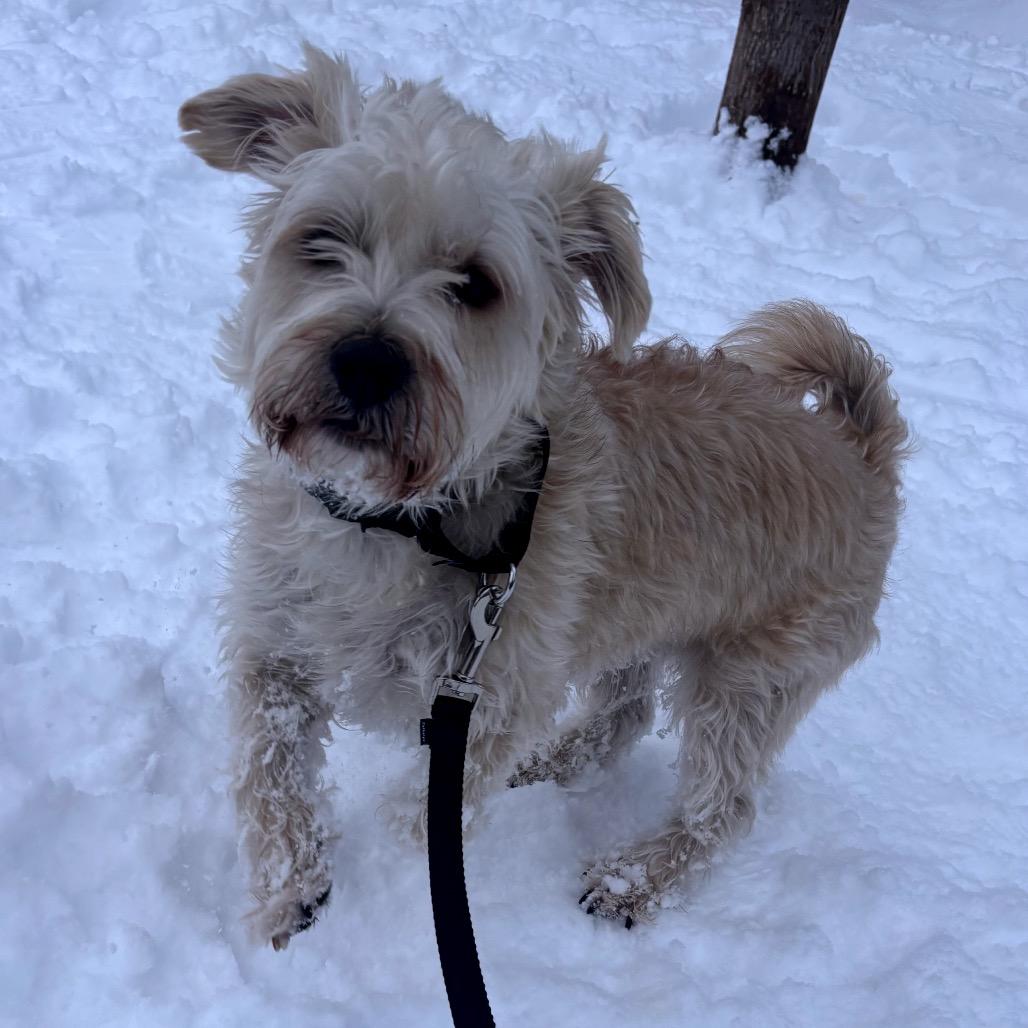 Enlarge Goose, a ADOPTABLE mixed breed in Chicago, IL image 3/4