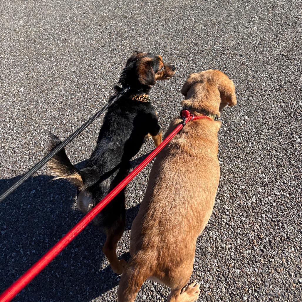 Rutabaga — thumbnail 2