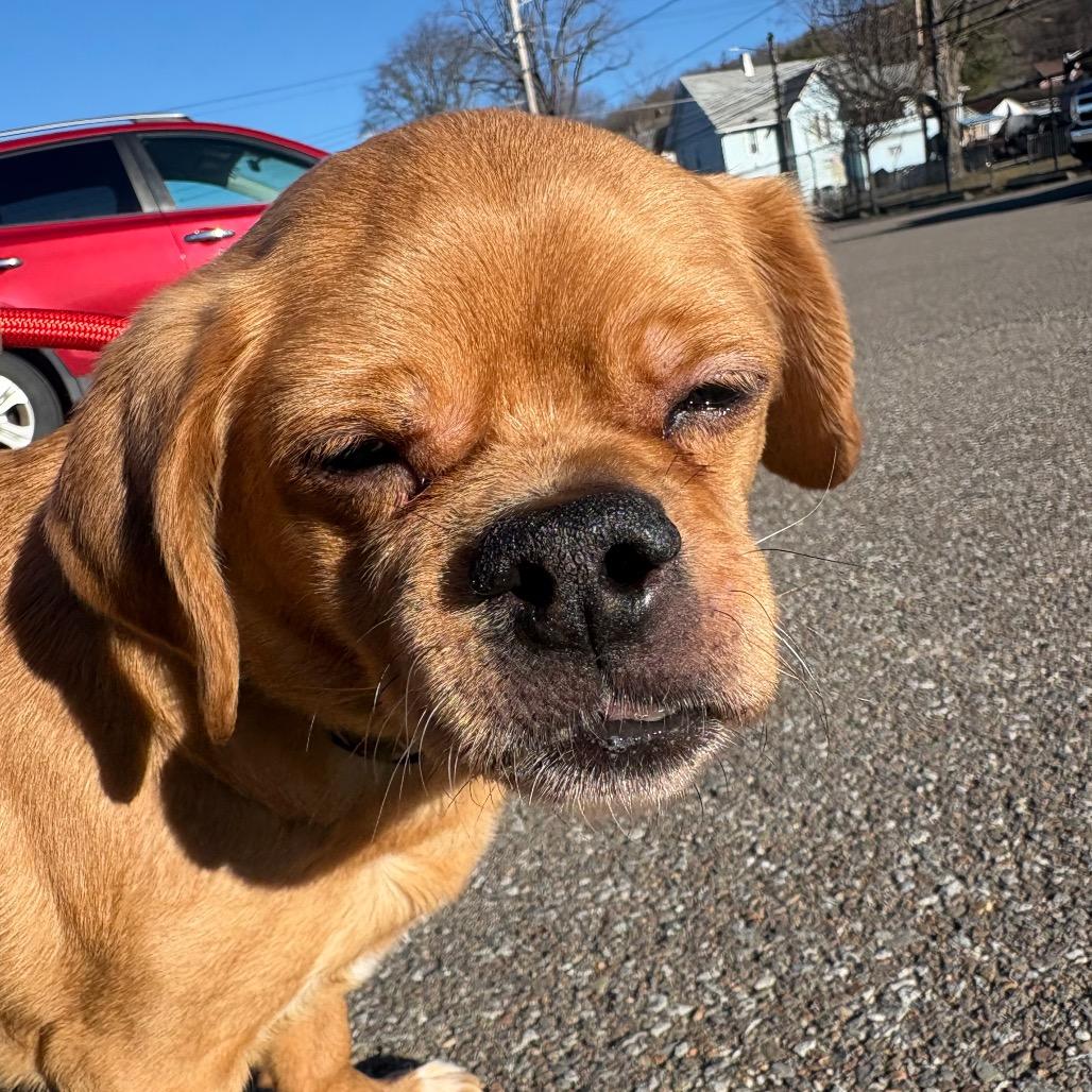 Rutabaga — thumbnail 3