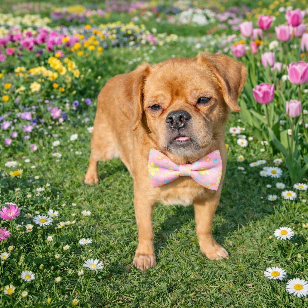 Rutabaga — thumbnail 4