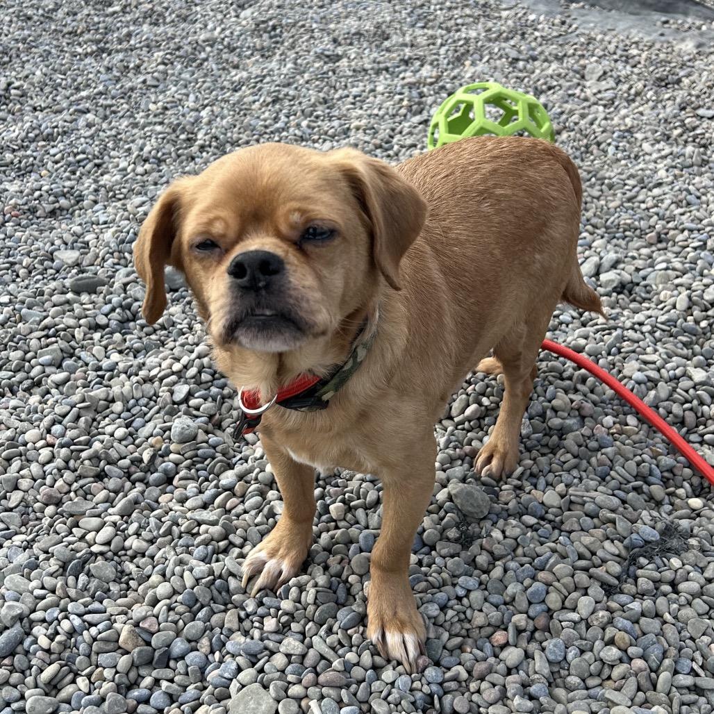 Rutabaga — thumbnail 5