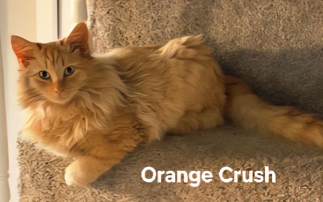 KITTEN ORANGE CRUSH, Adopted, Young Male Domestic Long Hair.