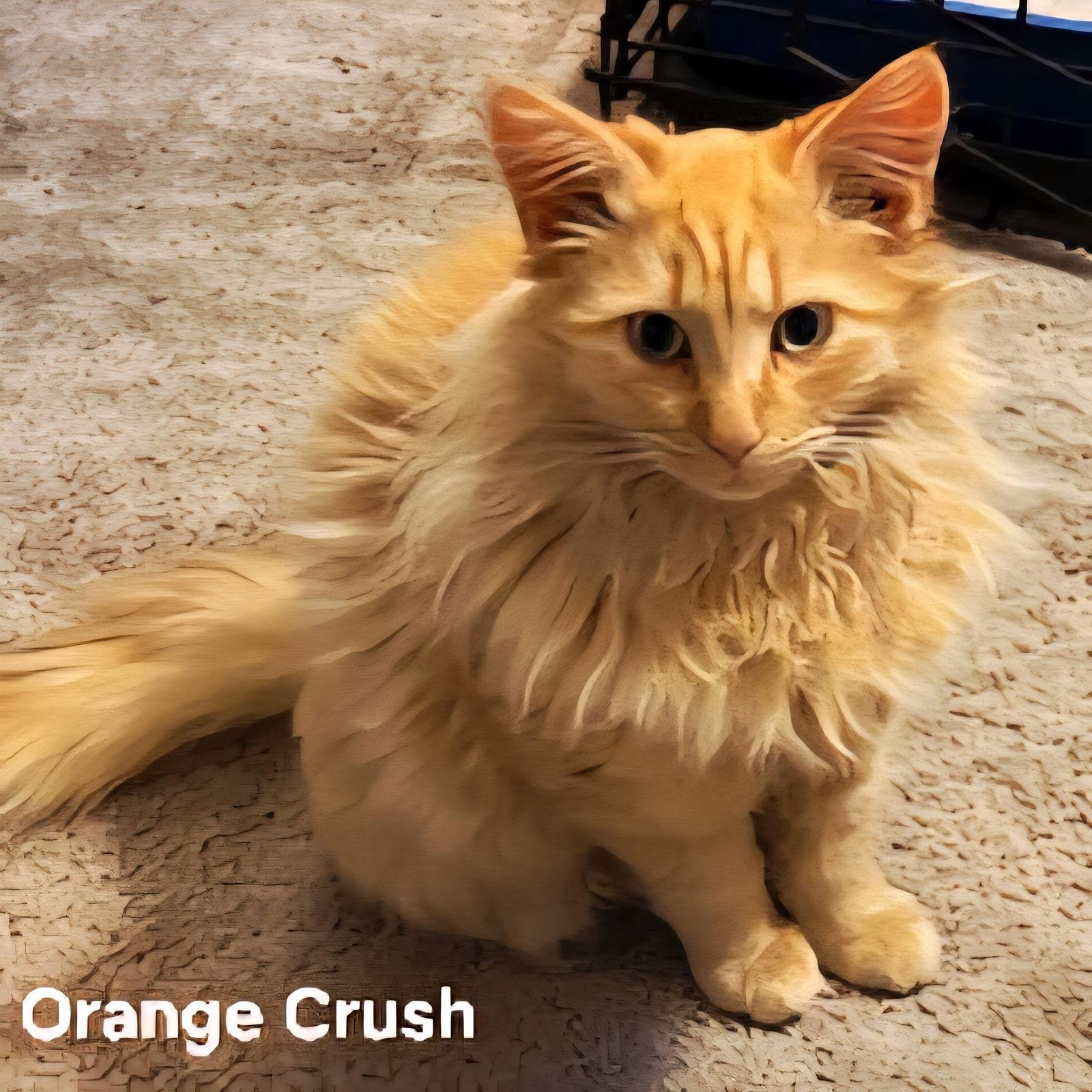 Enlarge KITTEN ORANGE CRUSH, a Adopted Domestic Long Hair in Franklin, TN image 2/2