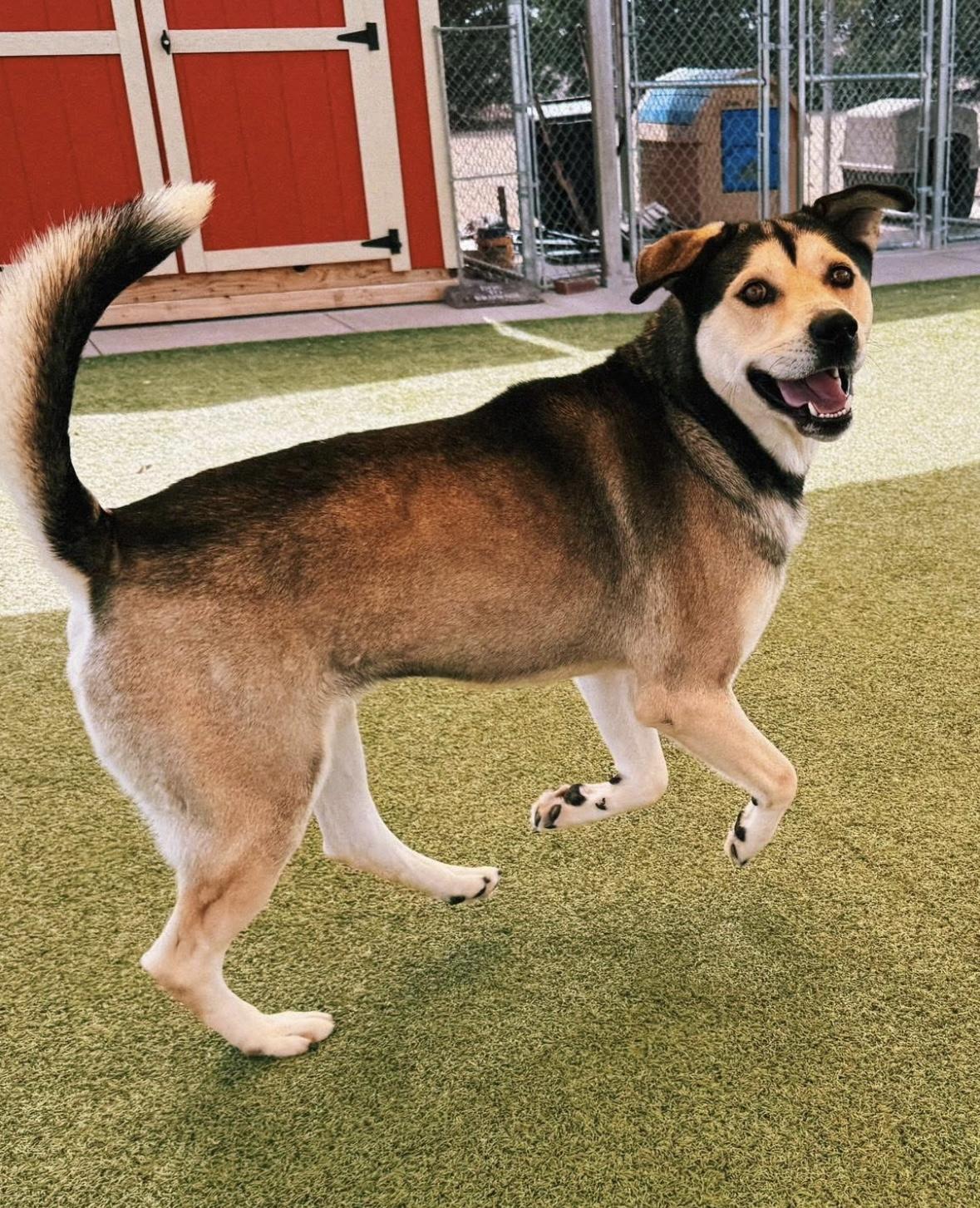 Thor, a ADOPTABLE mixed breed in Hays, KS image 5/6