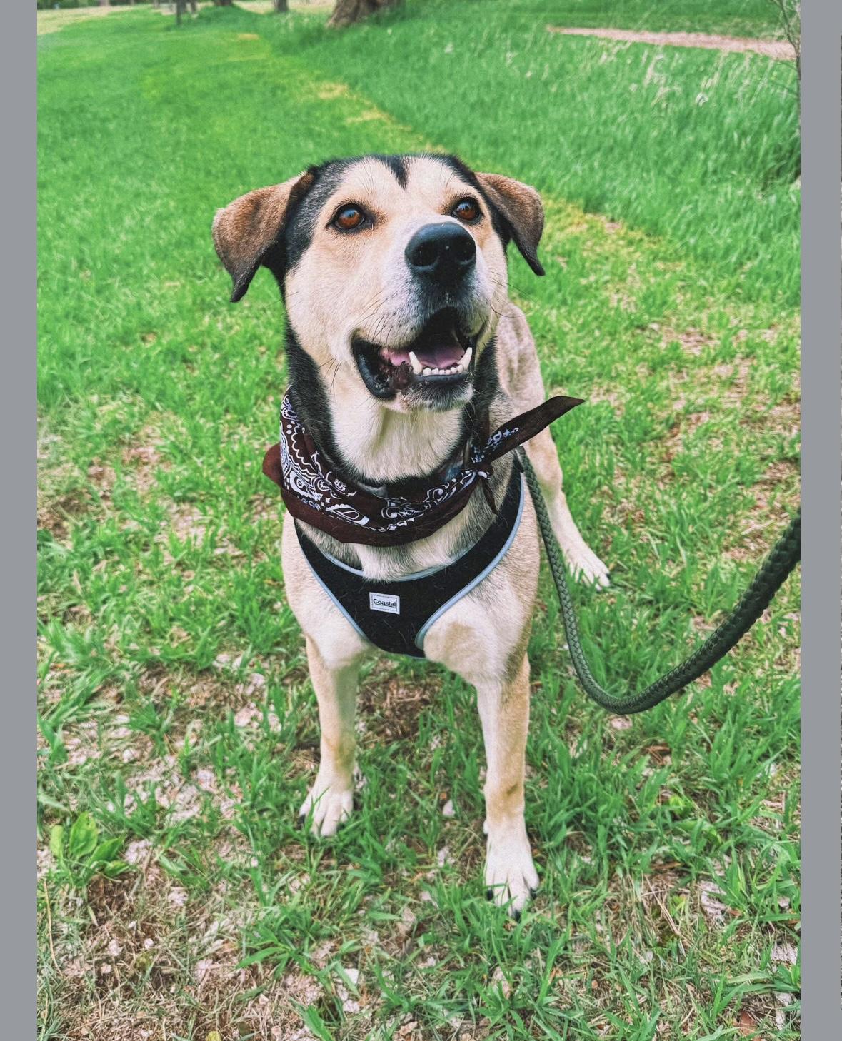 Thor, a ADOPTABLE mixed breed in Hays, KS image 6/6