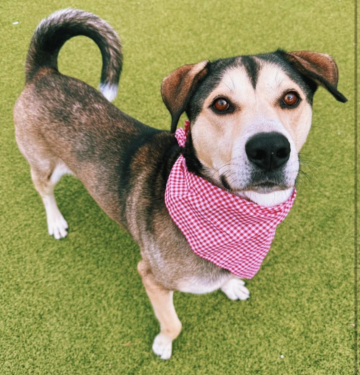 Thor, ADOPTABLE, Adult Male Husky & German Shepherd Dog.