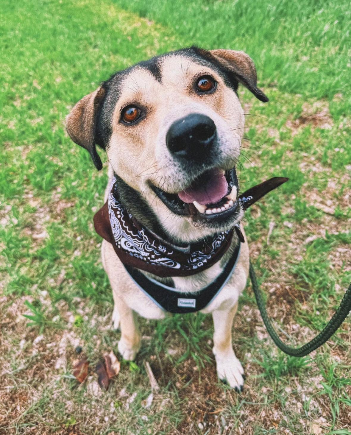 Thor, a ADOPTABLE mixed breed in Hays, KS image 2/6