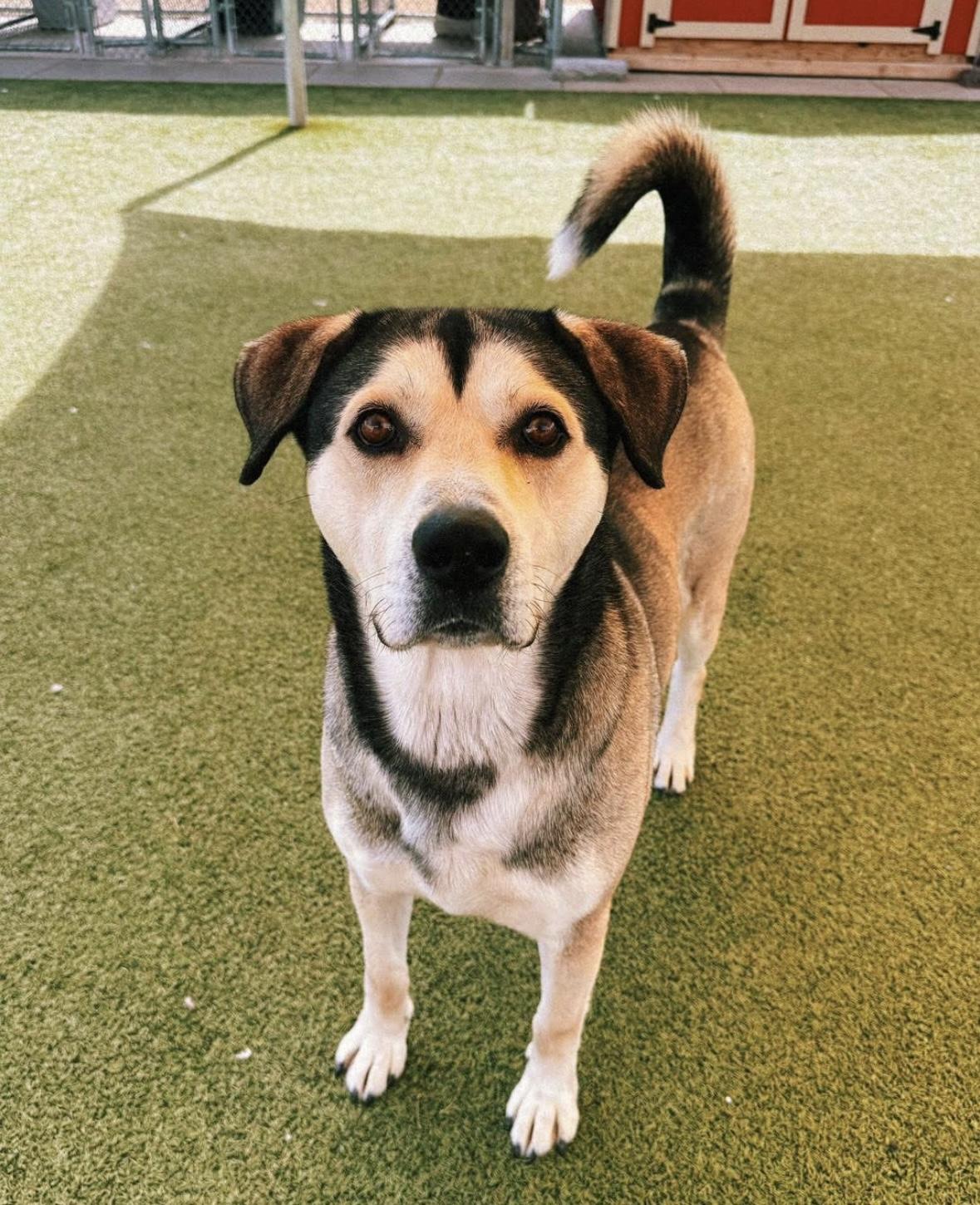 Thor, a ADOPTABLE mixed breed in Hays, KS image 4/6