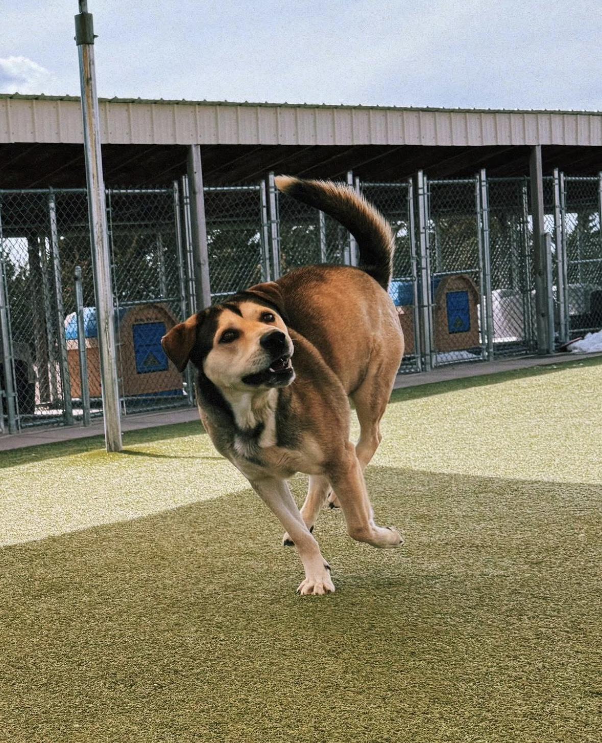 Thor, a ADOPTABLE mixed breed in Hays, KS image 3/6