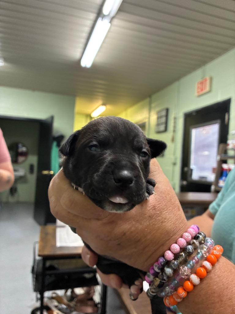 Baby #2, Adoptable, Puppy Female Pit Bull Terrier.