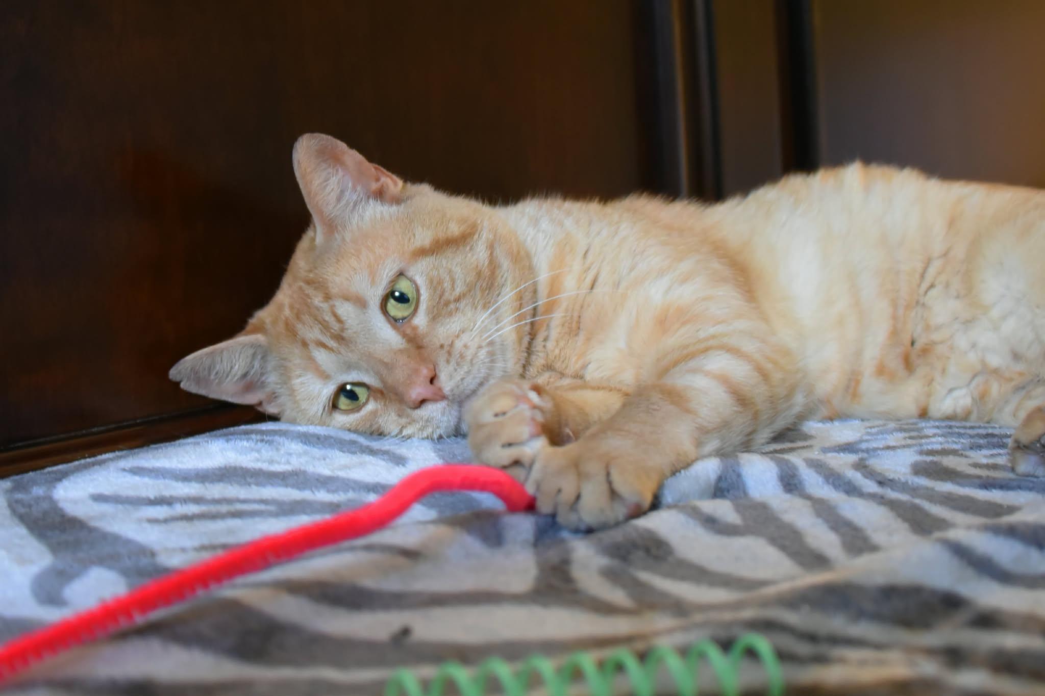 Snickers, a ADOPTABLE American Shorthair in Johnstown, NY image 6/6