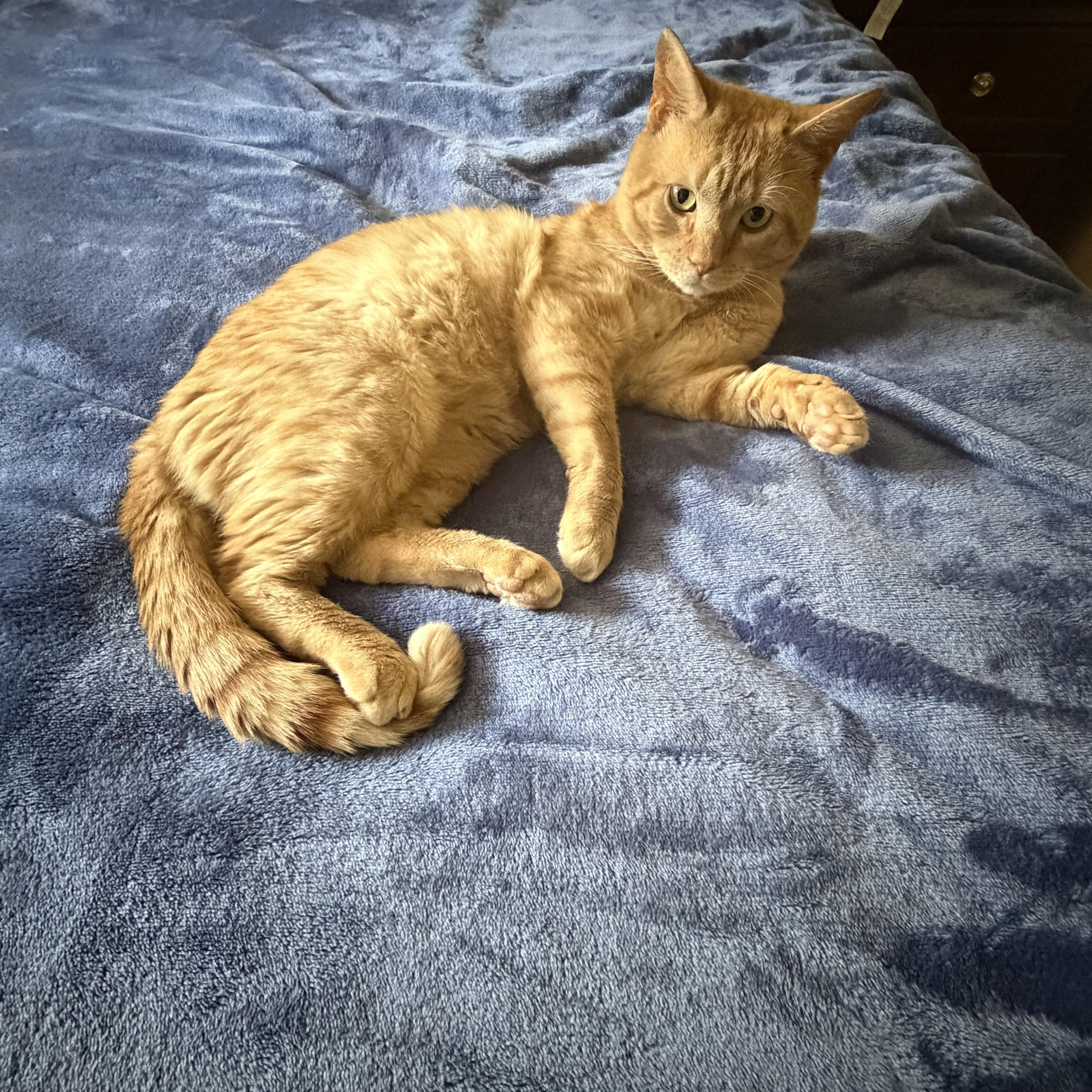Snickers, a ADOPTABLE American Shorthair in Johnstown, NY image 2/6