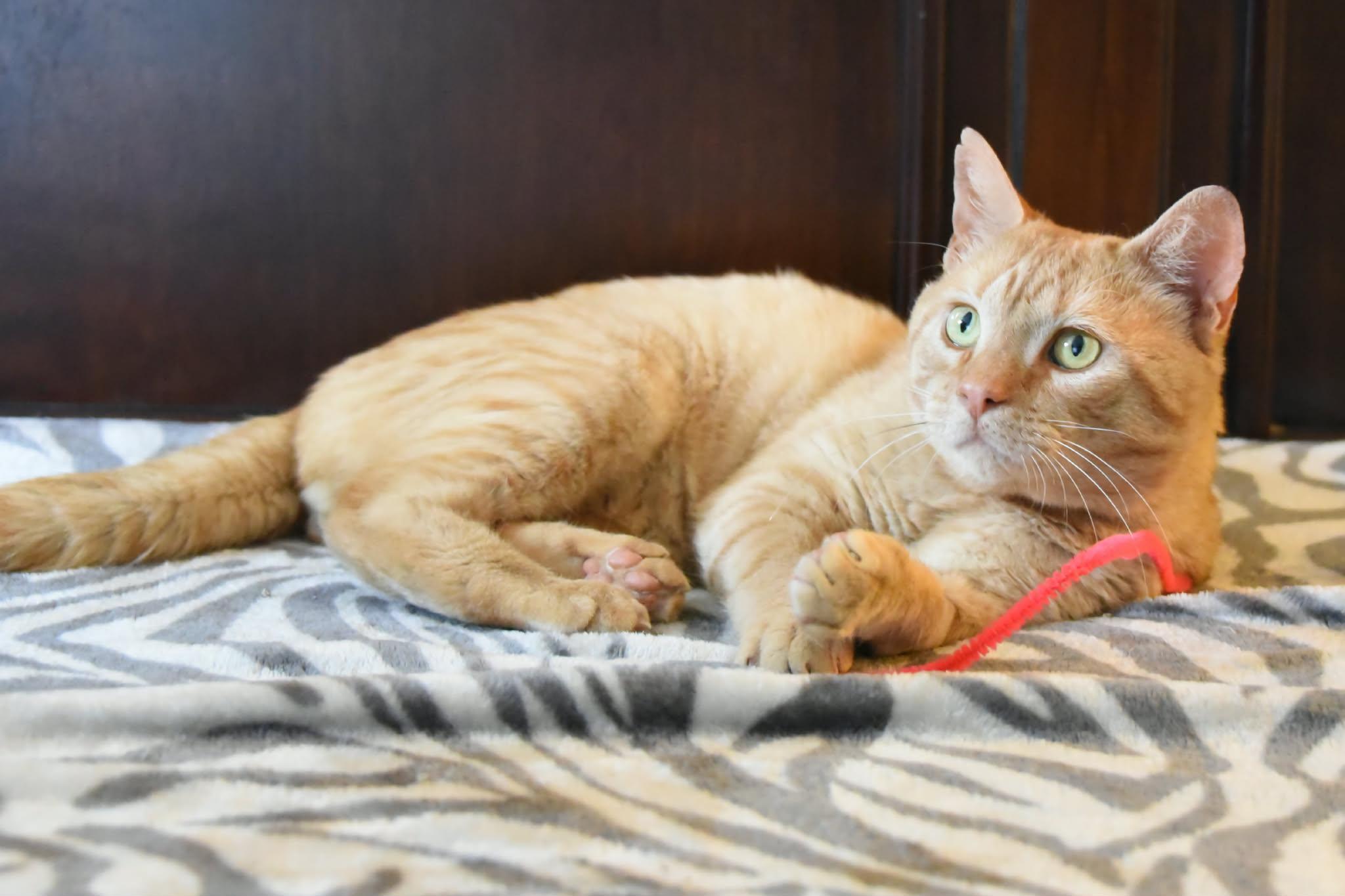 Snickers, ADOPTABLE, Young Male American Shorthair.