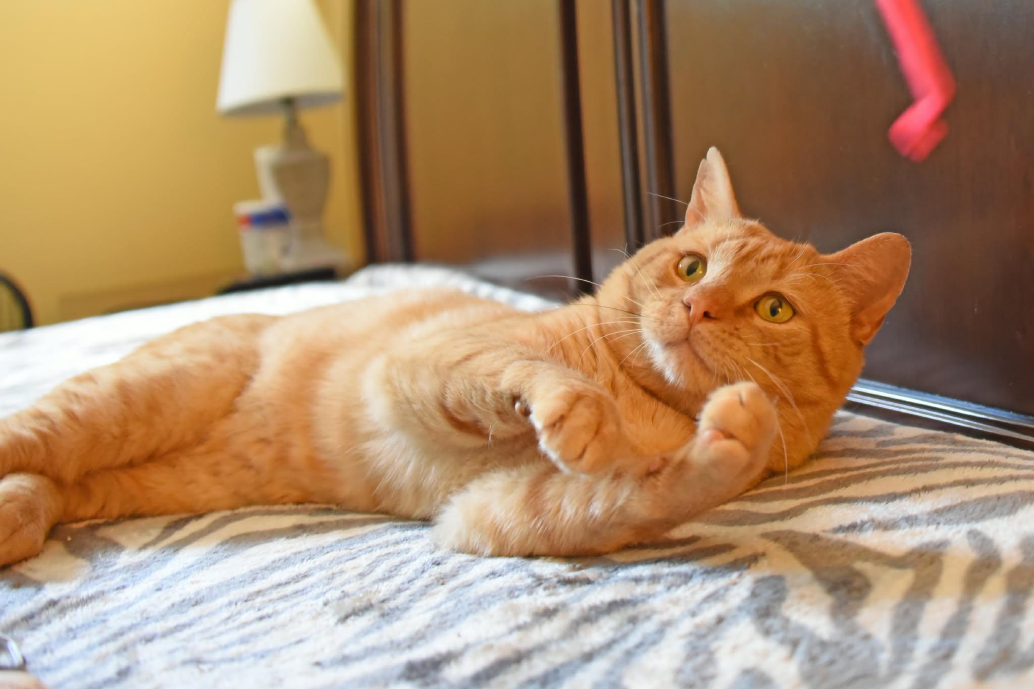 Snickers, a ADOPTABLE American Shorthair in Johnstown, NY image 5/6