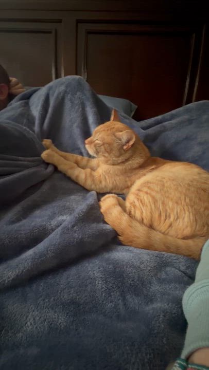 Enlarge Snickers, a ADOPTABLE American Shorthair in Johnstown, NY video 3/6
