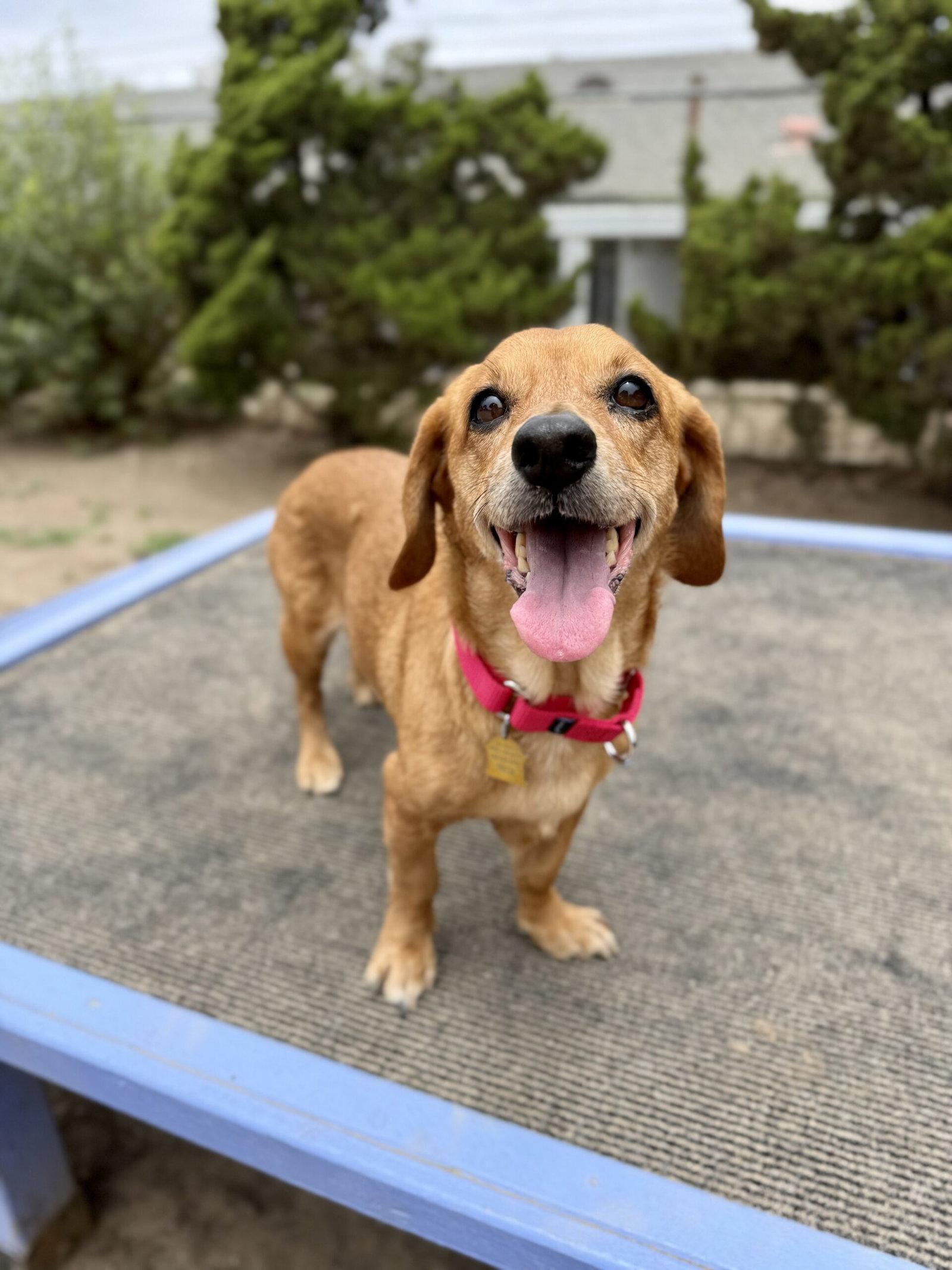 Blanche, a Adopted mixed breed in Seal Beach, CA image 2/3