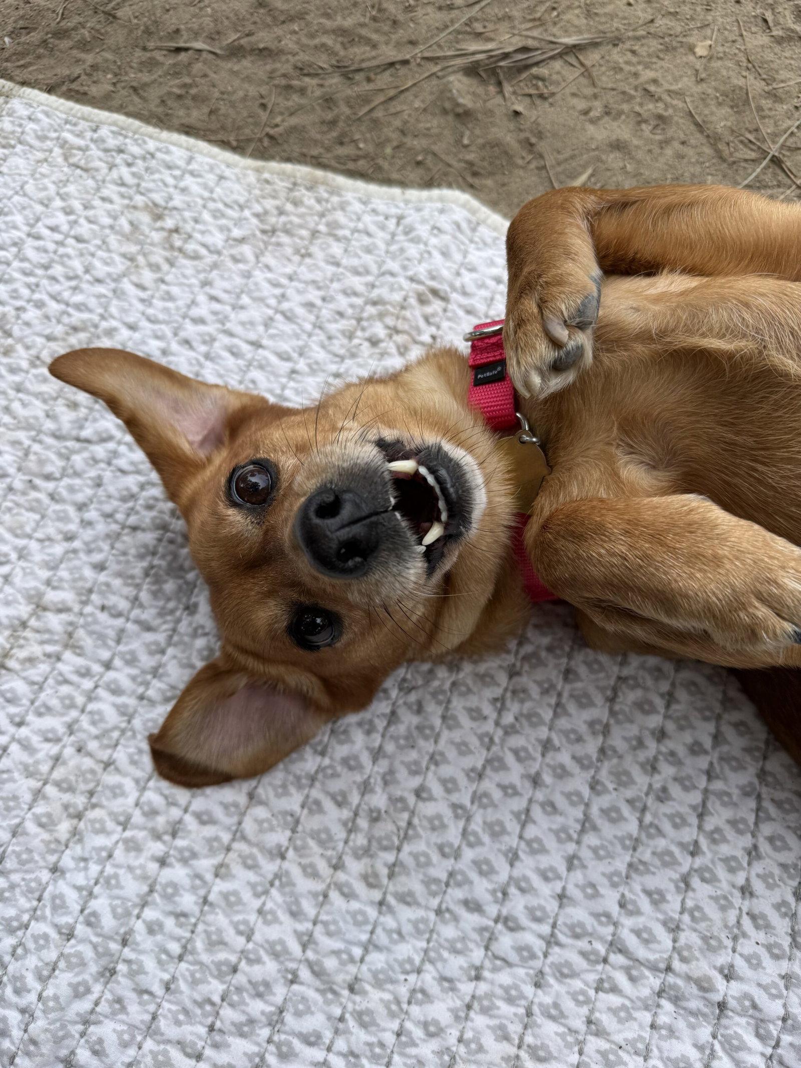Blanche, a Adopted mixed breed in Seal Beach, CA image 3/3