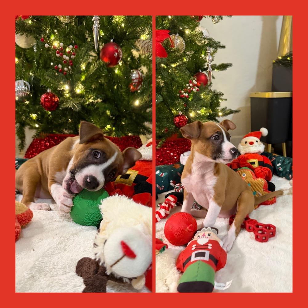 Kanga, ADOPTABLE, Puppy Female American Staffordshire Terrier.