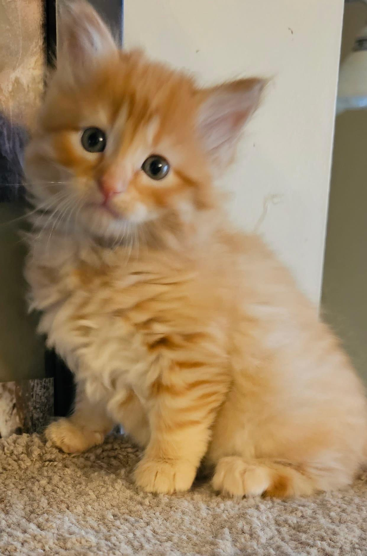 Enlarge Thumper, a Adopted Domestic Medium Hair in Gerrardstown, WV image 1/1