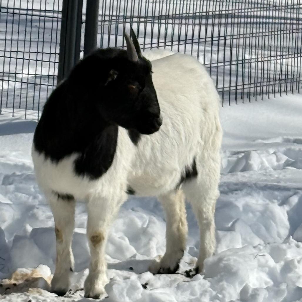 Curacao, Adoptable, Young Female Goat.