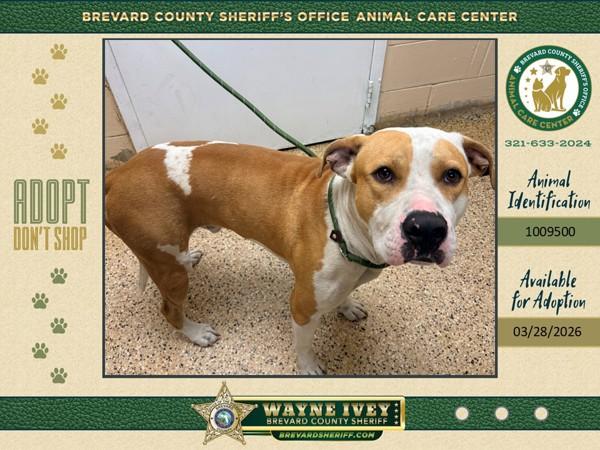 Prince Charming, Adoptable, Adult Male Mixed Breed.