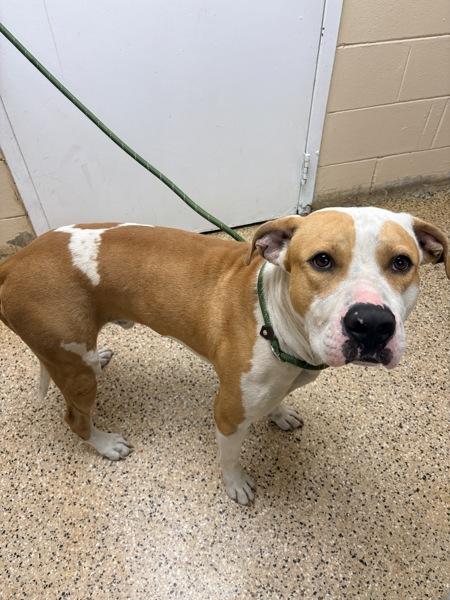 Enlarge Prince Charming, a Adoptable mixed breed in Melbourne, FL image 2/3