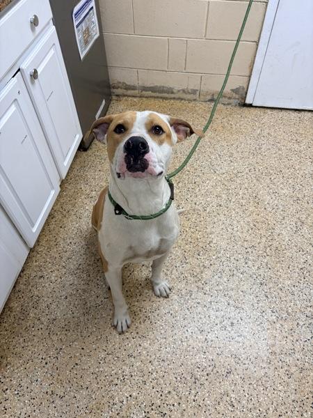 Enlarge Prince Charming, a Adoptable mixed breed in Melbourne, FL image 3/3