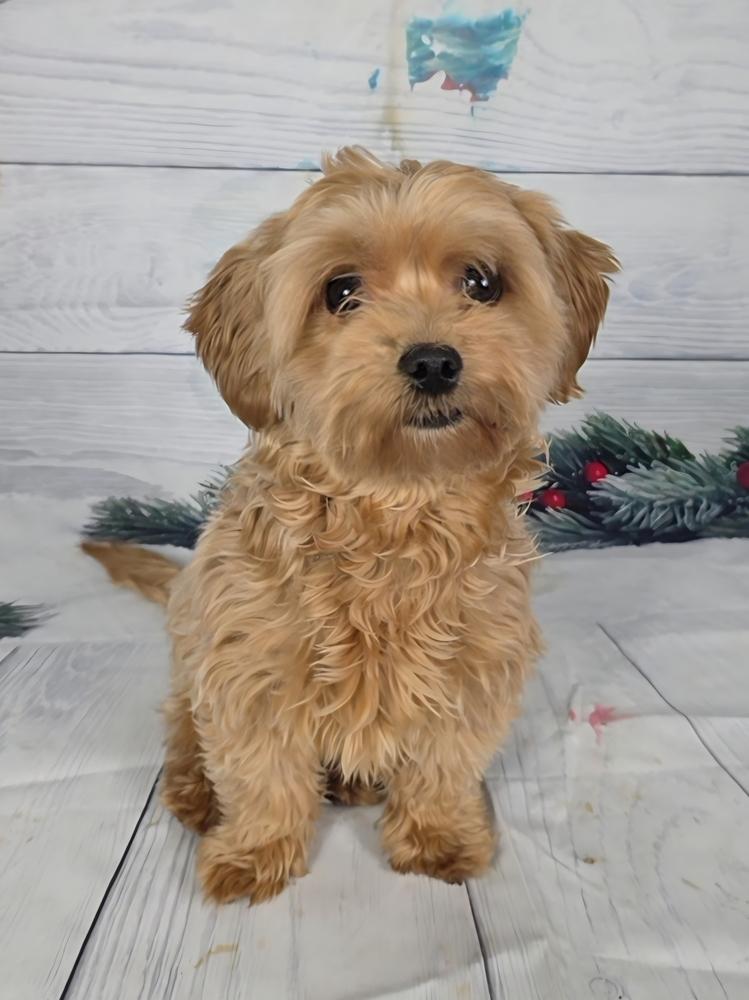 Mochi, Adoptable, Young Female Yorkshire Terrier & Shih Tzu.